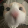Kotikitop