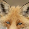 SadFoxx