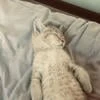 подваалыыыш
