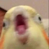 phoenix77