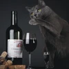 Gato com vinho do porto