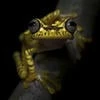 Sleepy_frog