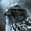 Patlak
