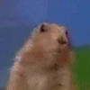 Кирчук суслик