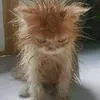 Drstyy