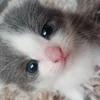 luniii