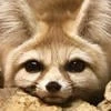 REDANFOX