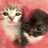 kitty45
