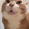 dspptt