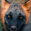 Firefox228