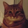 MEMES KAT