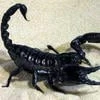 Black-Scorpio