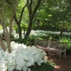 White_Orchard