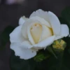 NOA_18