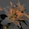 Lilen_El