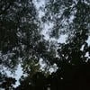 Кристи Алатар