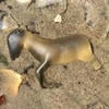бедная несчастная