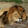 SleepyLion