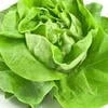 lettuce_Ld