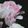 Julianna_653
