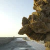 Desertrose04