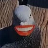 FantomDuck