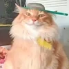 an_dant.e_