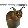 Шлёпа в тазике распростони