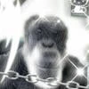 бандерофашитская псиносвинина