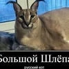 Bolshoi Shlepa_kun