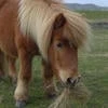karamelniy.poni