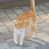 Твоя одинокая осень.