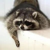 Плывущий по морю своих долгов уставший енот