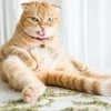 КоТо_ПоД НарКоТе