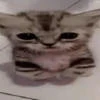 shellterwich