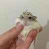 хомяка