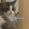 Ваня Шабалин