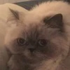 Vvanilla