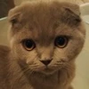 Grampy Cat
