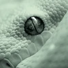 S_erpensortia