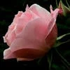 Royzi