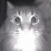котэлав