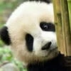 Big_panda