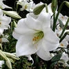 White-Elegans
