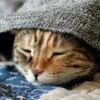 Кароч Коте