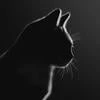 Lunam Feles