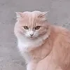 Сабина Бодлер