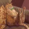 HuggingPaws