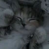 Чикатило777