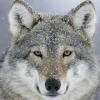 DarkLoneWolf